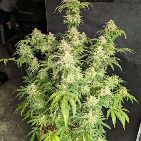 Hi-Biscus 1 growlog timeline photo