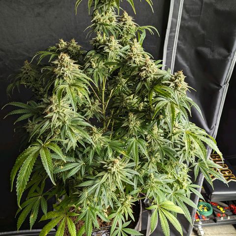 Hi-Biscus 1 growlog timeline photo