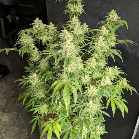 Hi-Biscus 1 growlog timeline photo