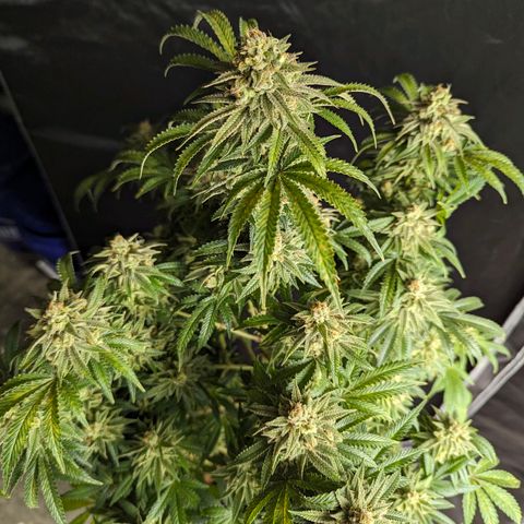 Hi-Biscus 1 growlog timeline photo