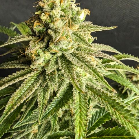 Hi-Biscus 1 growlog timeline photo