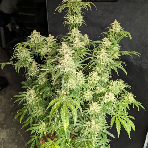 Hi-Biscus 1 growlog timeline photo