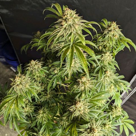 Hi-Biscus 1 growlog timeline photo