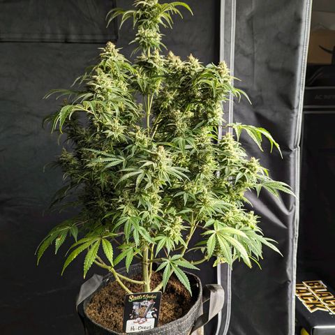 Hi-Biscus 1 growlog timeline photo