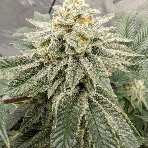 California Octane 2 growlog timeline photo