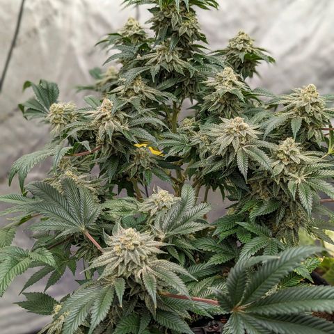 California Octane 2 growlog timeline photo