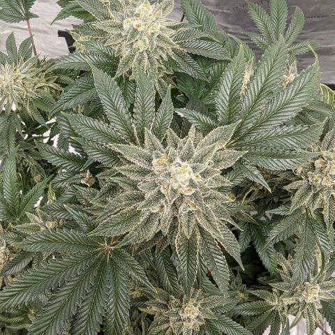 California Octane 2 growlog timeline photo