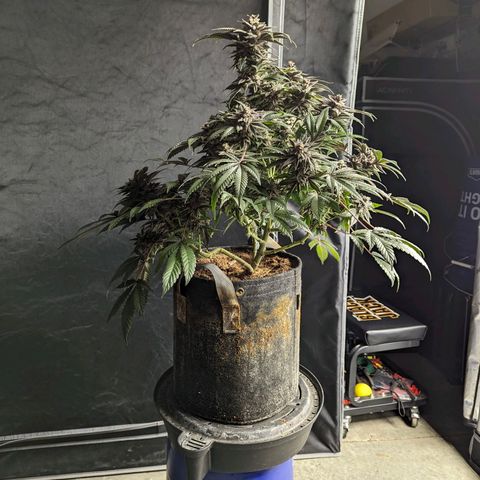 California Octane 1 growlog timeline photo