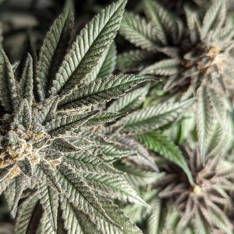 California Octane 1 growlog timeline photo