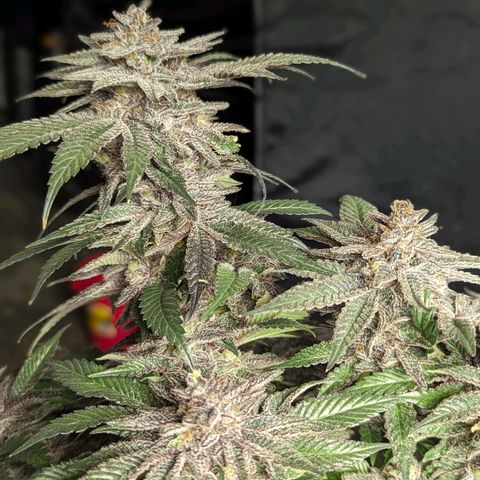 California Octane 1 growlog timeline photo