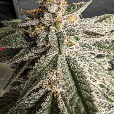 California Octane 1 growlog timeline photo