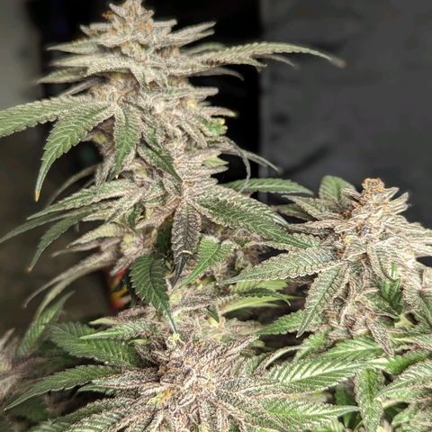 California Octane 1 growlog timeline photo