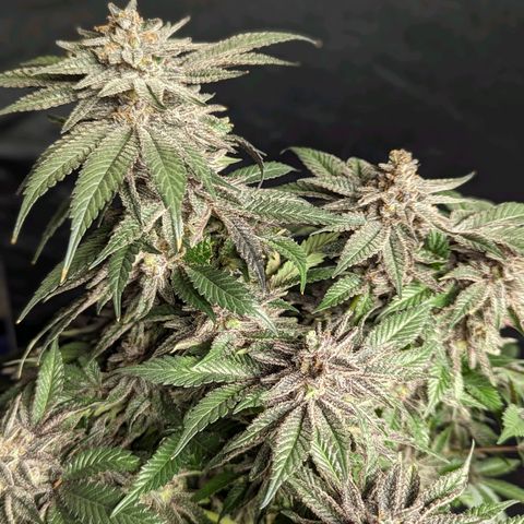 California Octane 1 growlog timeline photo