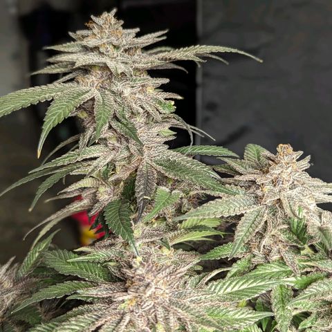 California Octane 1 growlog timeline photo