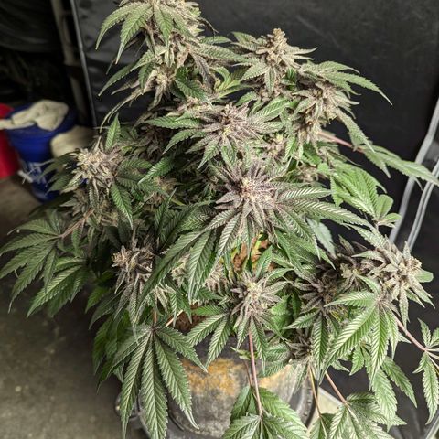 California Octane 1 growlog timeline photo
