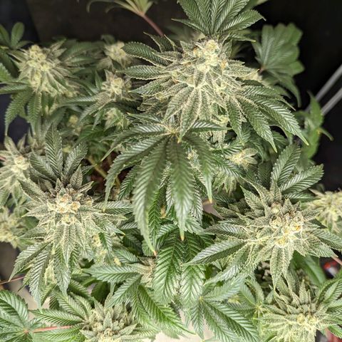 California Octane 2 growlog timeline photo