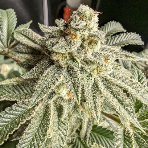 California Octane 2 growlog timeline photo