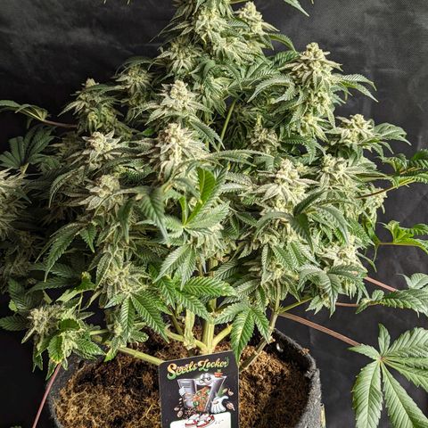 California Octane 2 growlog timeline photo