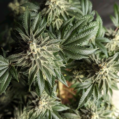 California Octane 2 growlog timeline photo
