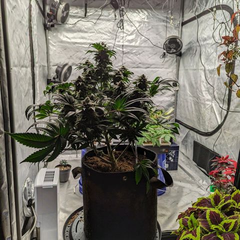 California Octane 2 growlog timeline photo