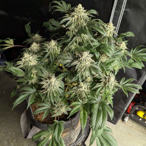 California Octane 2 growlog timeline photo