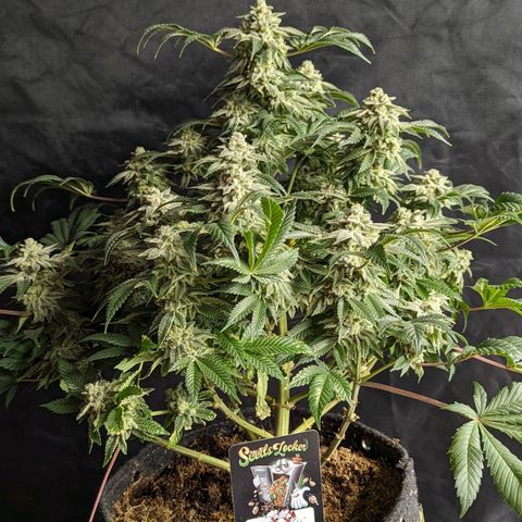 California Octane 2 growlog timeline photo