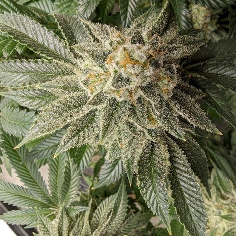 California Octane 2 growlog timeline photo