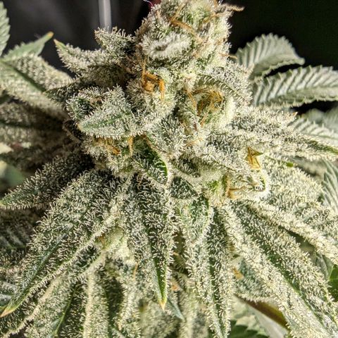 California Octane 2 growlog timeline photo