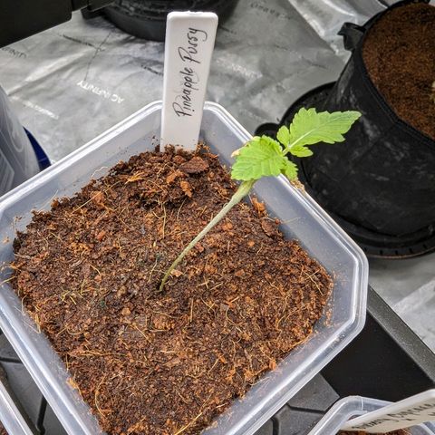 Pineapple Pussy  growlog timeline photo