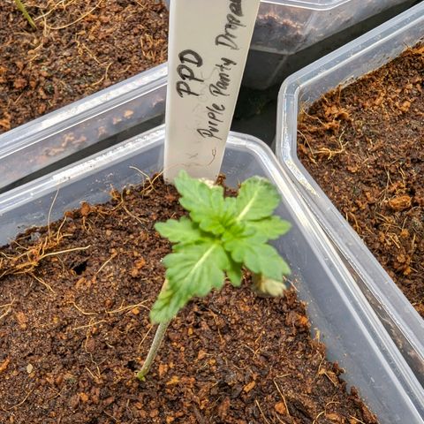 Purple Panty Dropper  growlog timeline photo