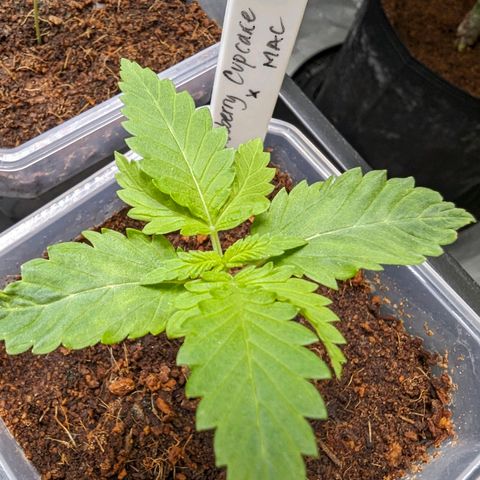 Blueberry Cupcake x MAC 1 growlog timeline photo