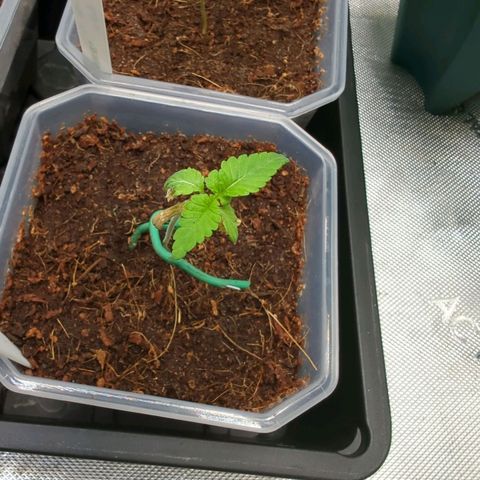 Pink Diamond  growlog timeline photo