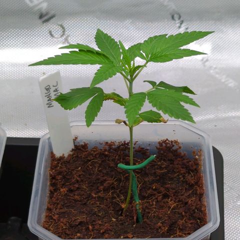 Mango MAC growlog timeline photo
