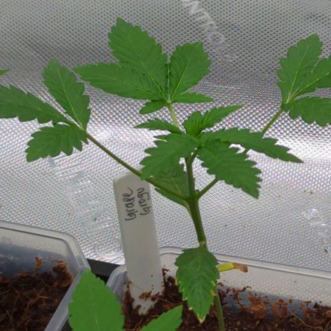 Grape Grogu  growlog timeline photo