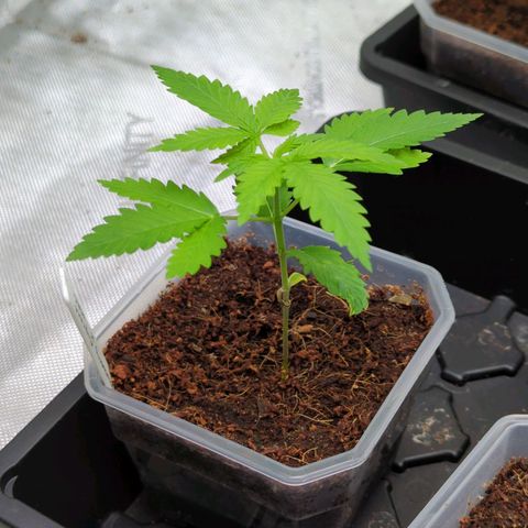 Blueberry Cupcake x MAC 1 growlog timeline photo