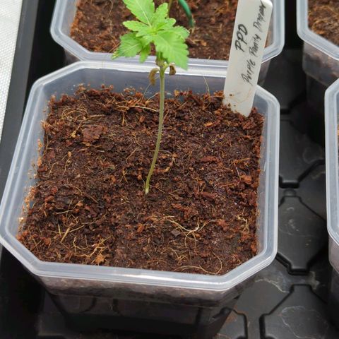 Purple Panty Dropper  growlog timeline photo