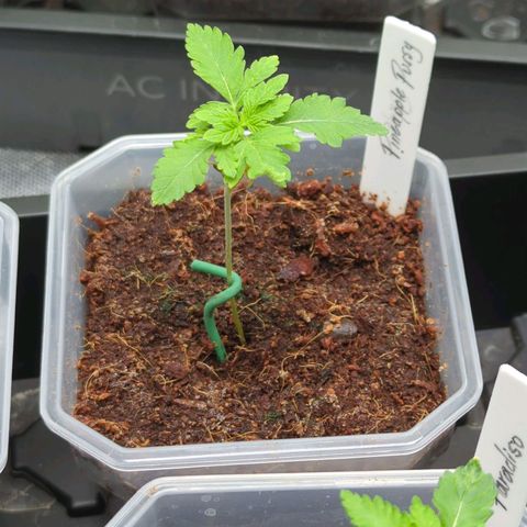 Pineapple Pussy  growlog timeline photo