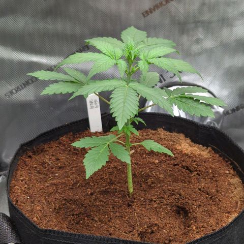 Grape Grogu  growlog timeline photo