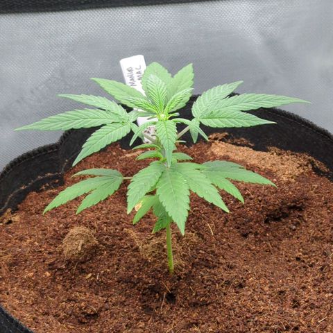 Mango MAC growlog timeline photo