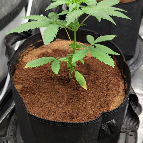 Humboldt Dream  growlog timeline photo
