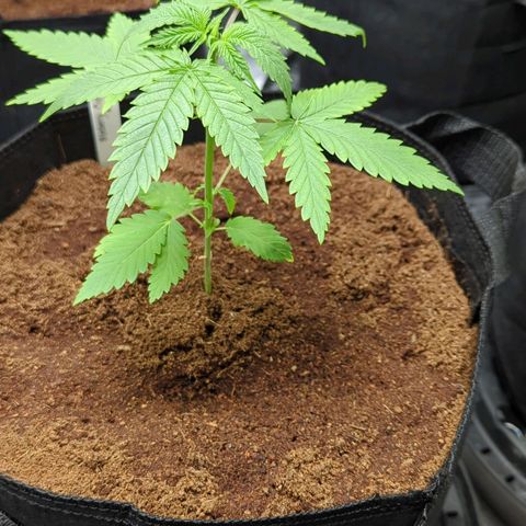 Blueberry Cupcake x MAC 1 growlog timeline photo