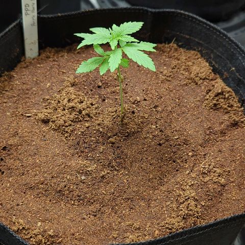 Purple Panty Dropper  growlog timeline photo