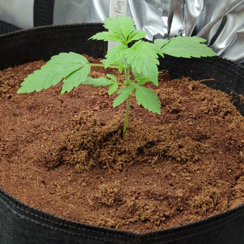 Pineapple Pussy  growlog timeline photo