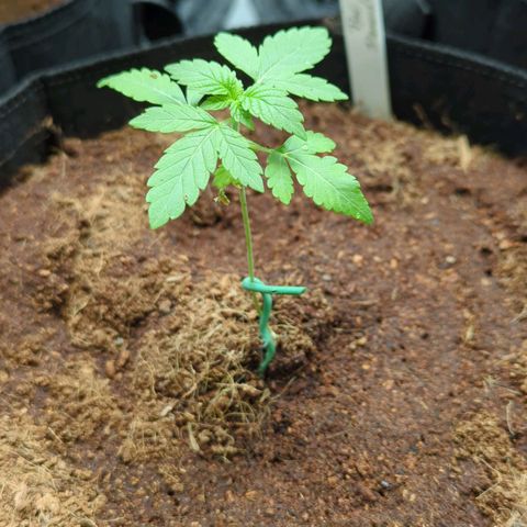 Pink Diamond  growlog timeline photo
