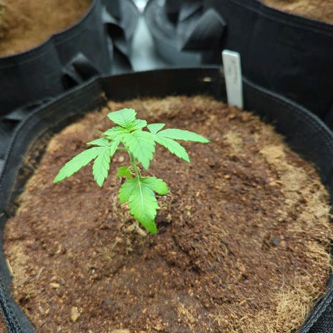 Pink Diamond  growlog timeline photo