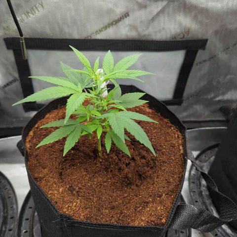 Mango MAC growlog timeline photo