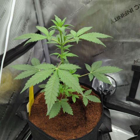Grape Grogu  growlog timeline photo