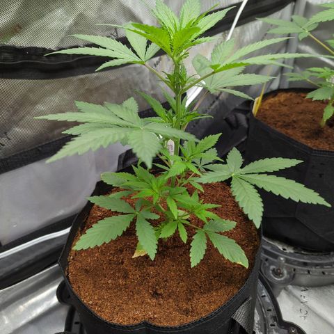Humboldt Dream  growlog timeline photo