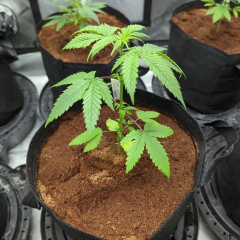 Blueberry Cupcake x MAC 1 growlog timeline photo
