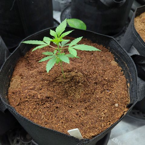 Purple Panty Dropper  growlog timeline photo